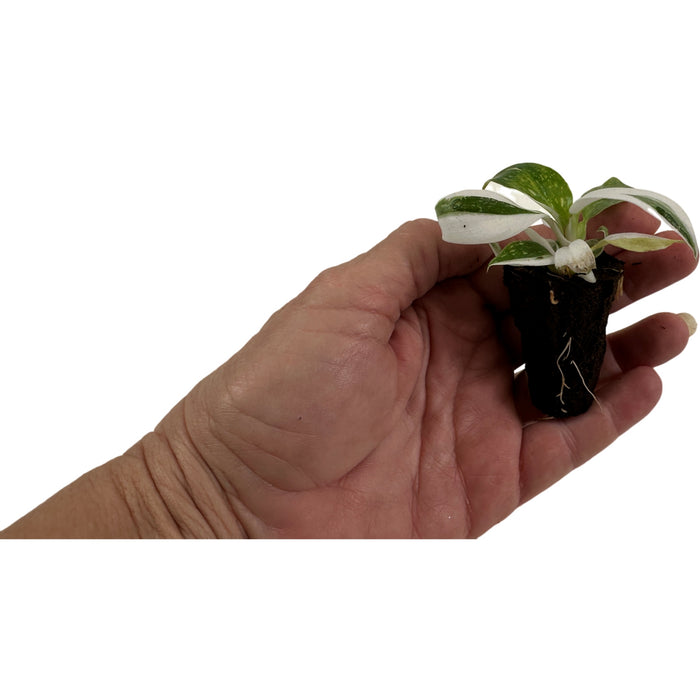 Philodendron White Wizard-Starter Plant/4" Grower Pot