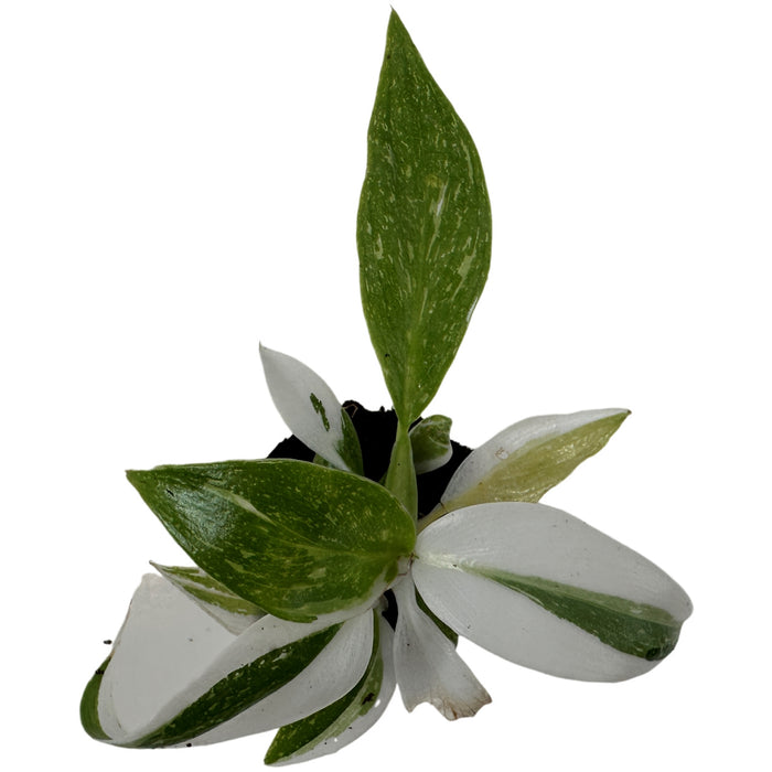 Philodendron White Wizard-Starter Plant/4" Grower Pot