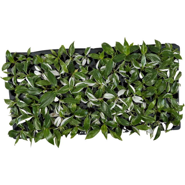 Philodendron White Wizard-Starter Plant/4" Grower Pot