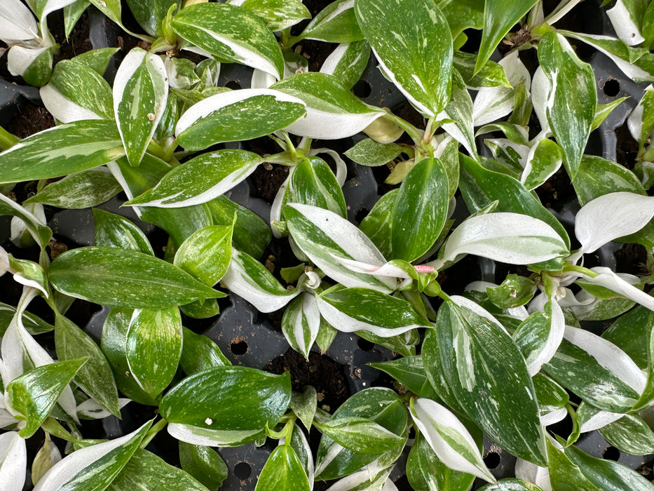 Philodendron White Wizard-Starter Plant/4" Grower Pot
