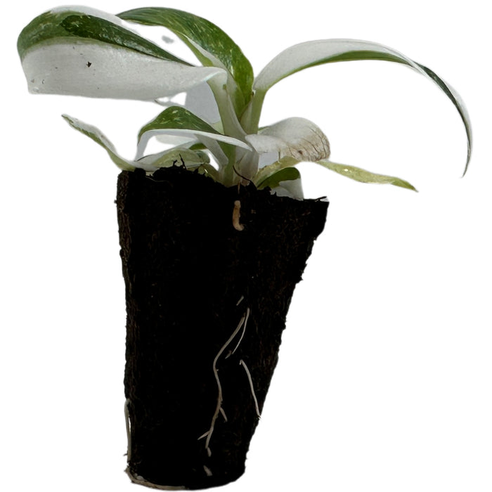 Philodendron White Wizard-Starter Plant/4" Grower Pot