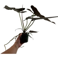 Philodendron Atabapoense-Starter Plant or 4" Grower Pot