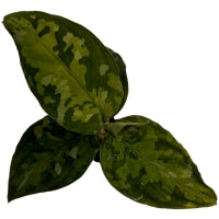 Aglaonema Camouflage Starter Plant