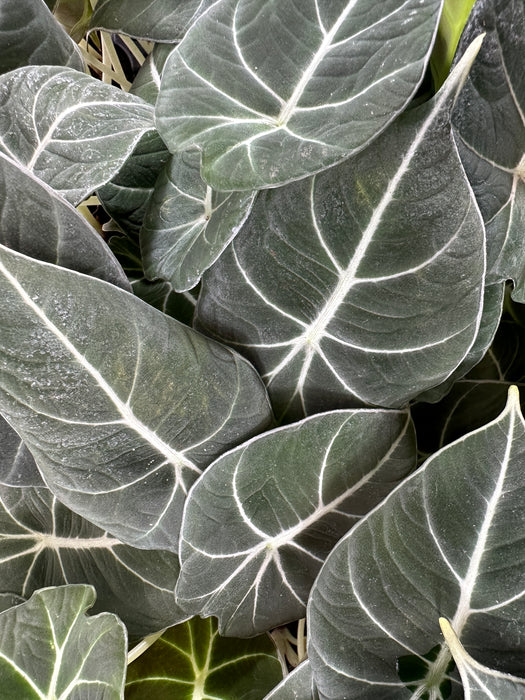 Alocasia "Black Velvet"- Starter Plant/4" Grower Pot
