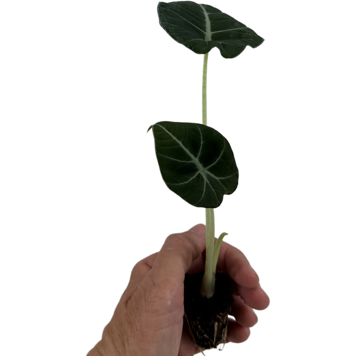 Alocasia "Black Velvet"- Starter Plant/4" Grower Pot