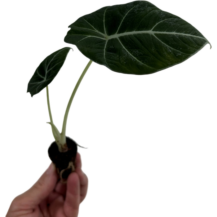 Alocasia "Black Velvet"- Starter Plant/4" Grower Pot