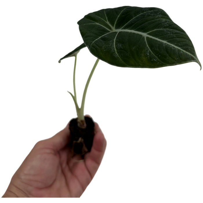 Alocasia "Black Velvet"- Starter Plant/4" Grower Pot