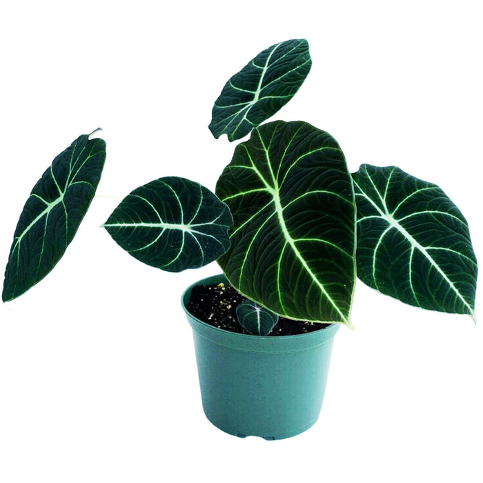 Alocasia "Black Velvet"- Starter Plant/4" Grower Pot