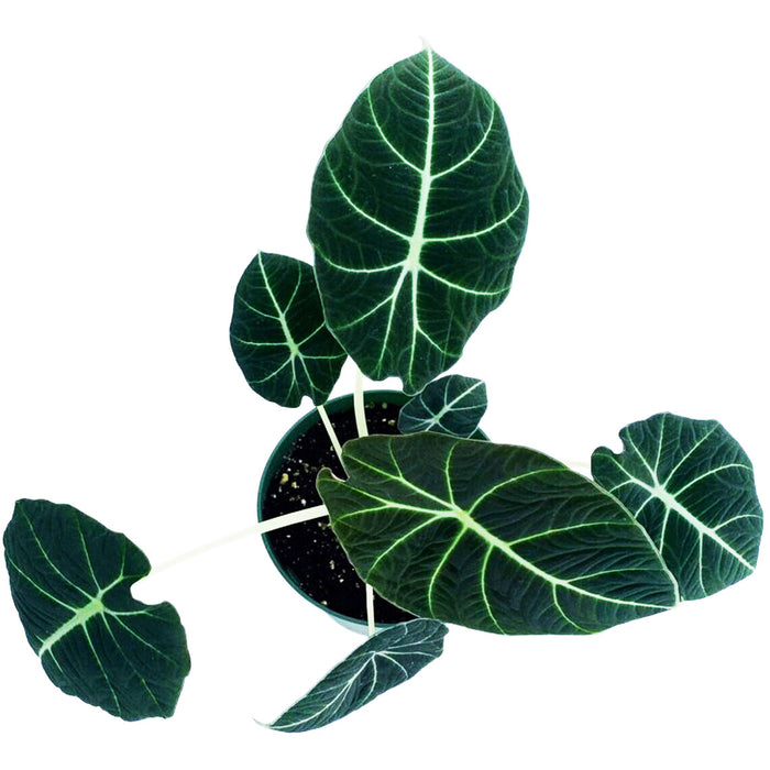 Alocasia "Black Velvet"- Starter Plant/4" Grower Pot