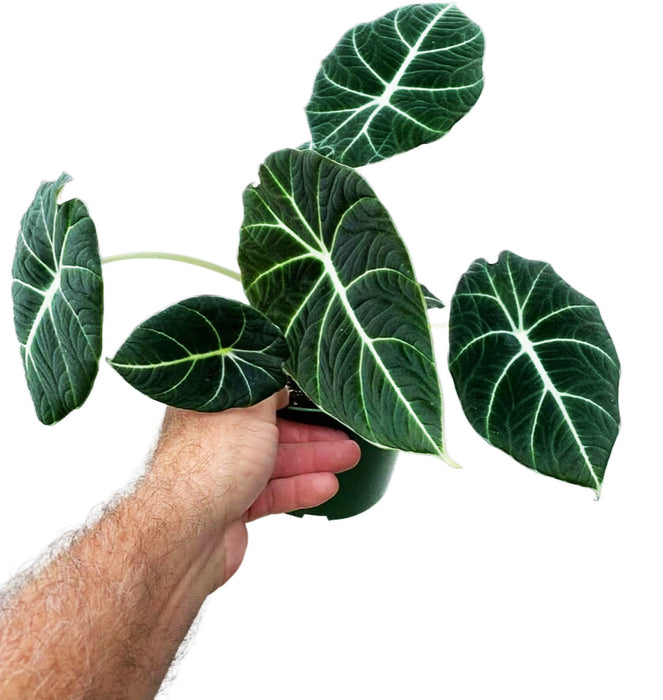Alocasia "Black Velvet"- Starter Plant/4" Grower Pot