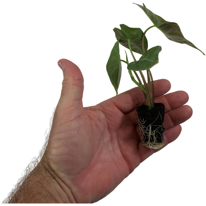 Alocasia Ebony-Starter Plant/4" Grower Pot