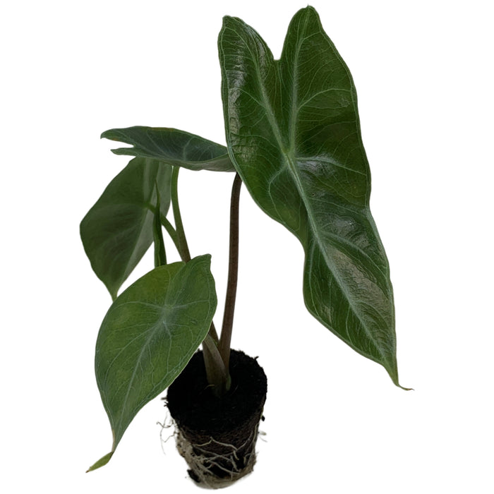 Alocasia Ebony-Starter Plant/4" Grower Pot