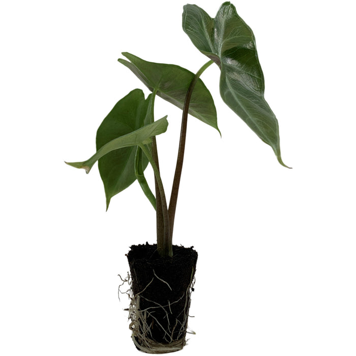 Alocasia Ebony-Starter Plant/4" Grower Pot