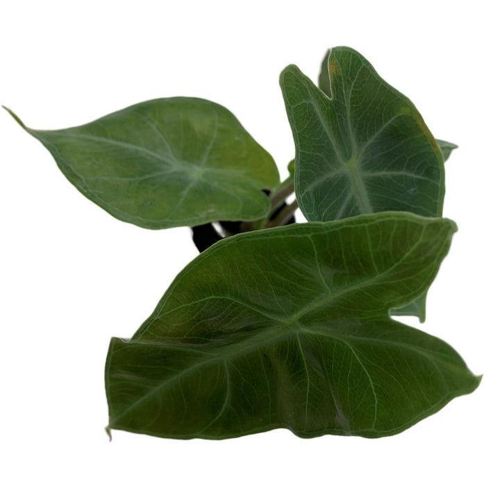 Alocasia Ebony-Starter Plant/4" Grower Pot