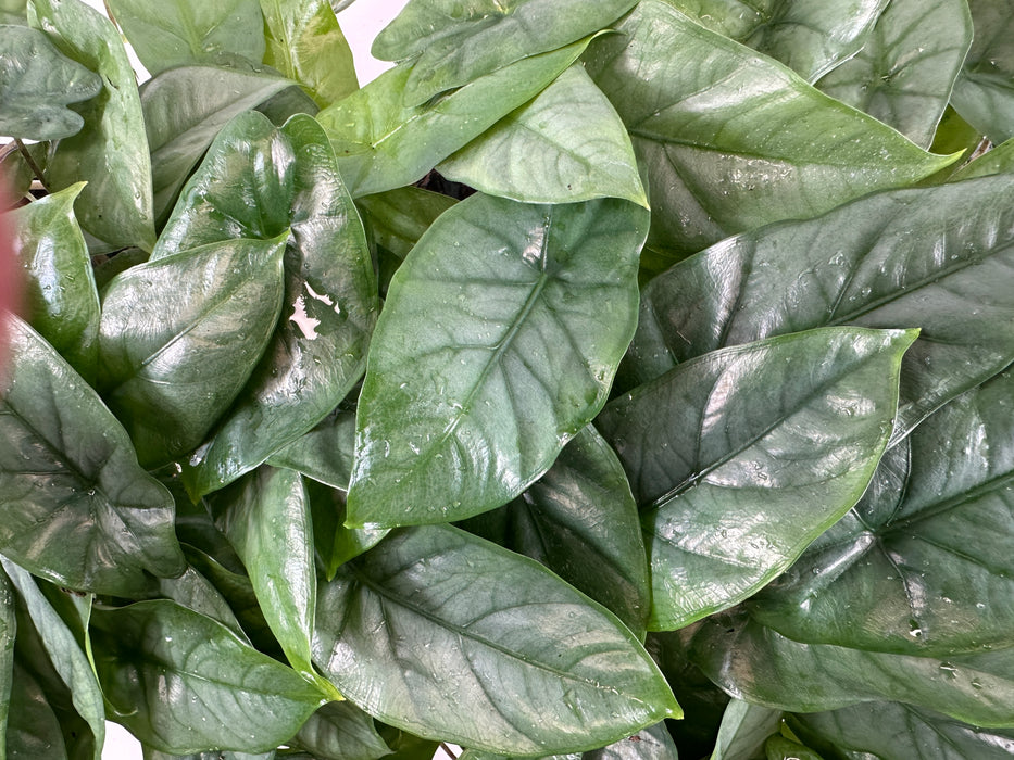 Alocasia Heterophylla "Corazon" Starter Plant or 4" Grower Pot