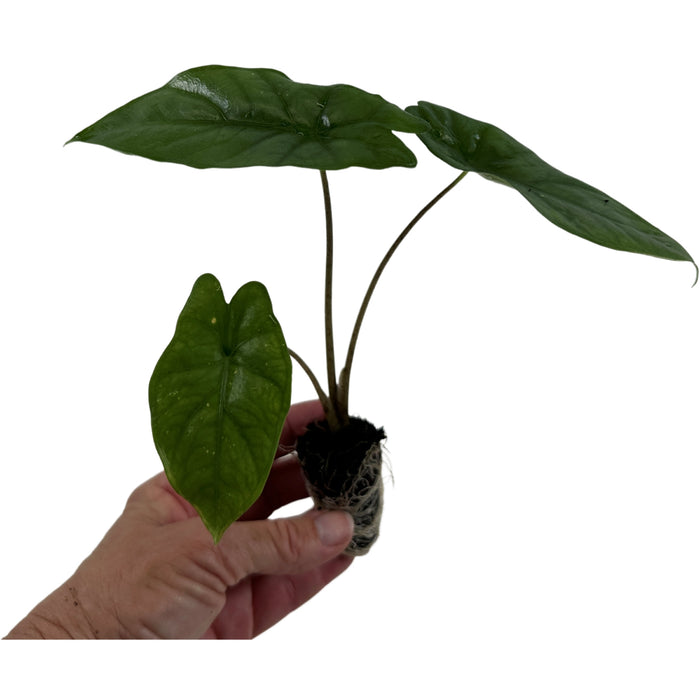 Alocasia Heterophylla "Corazon" Starter Plant or 4" Grower Pot