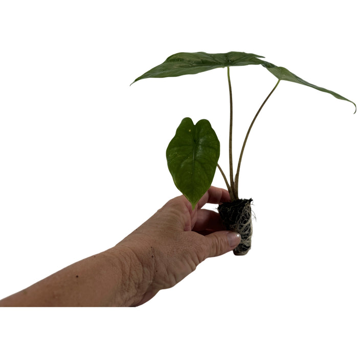 Alocasia Heterophylla "Corazon" Starter Plant or 4" Grower Pot