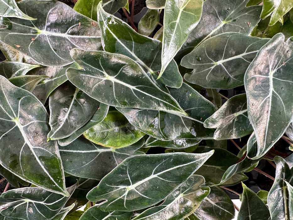 Alocasia Longiloba"Dragon's Tooth"- Starter Plant or 4" Grower Pot