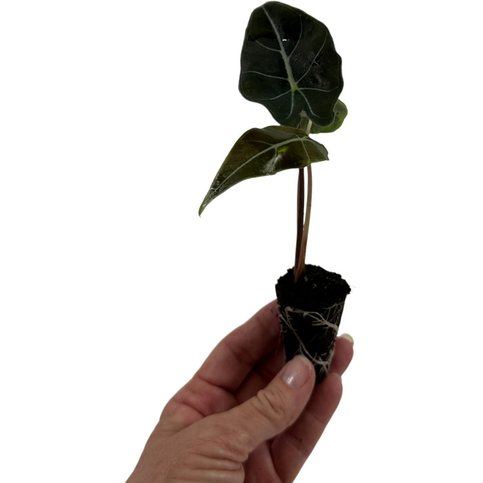 Alocasia Longiloba"Dragon's Tooth"- Starter Plant or 4" Grower Pot