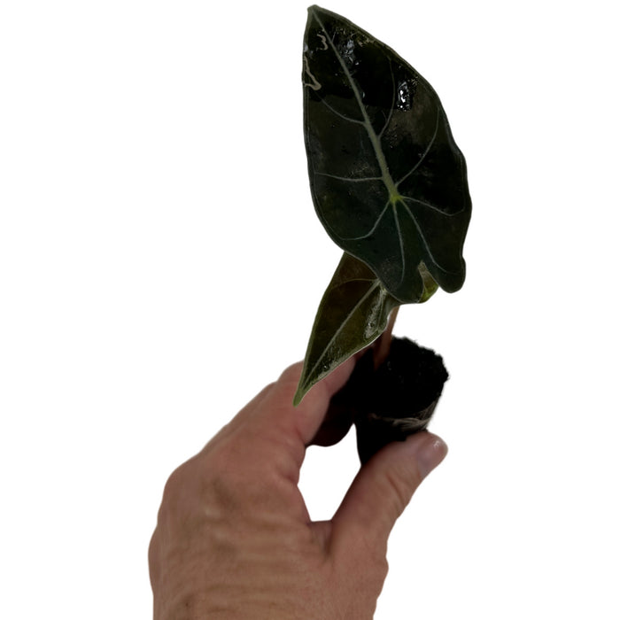 Alocasia Longiloba"Dragon's Tooth"- Starter Plant or 4" Grower Pot