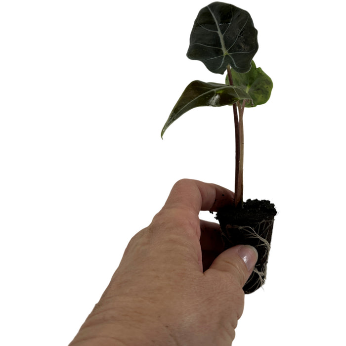 Alocasia Longiloba"Dragon's Tooth"- Starter Plant or 4" Grower Pot
