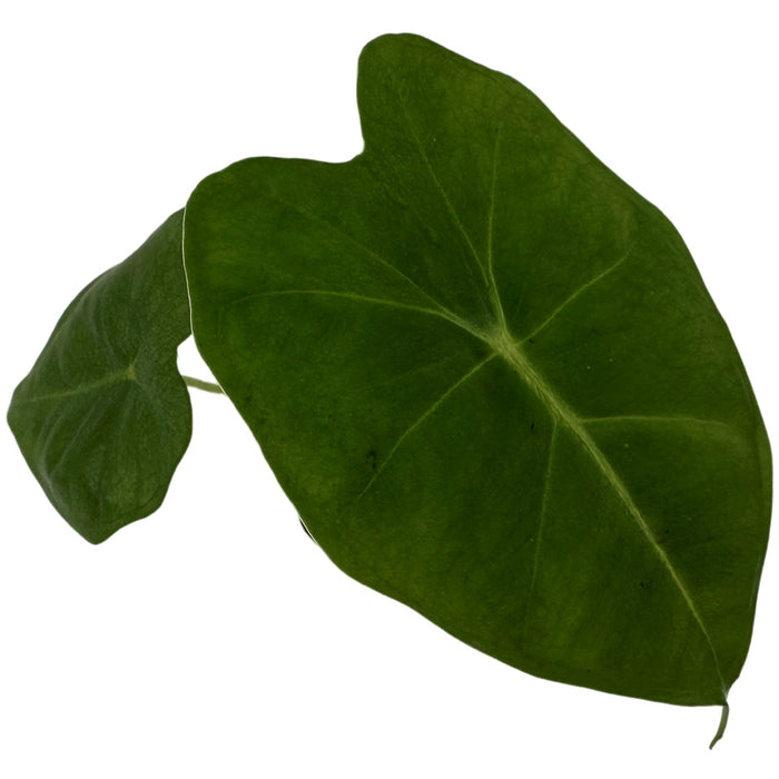 Alocasia Frydek Micholiziana- Starter Plant/4" Grower Pot