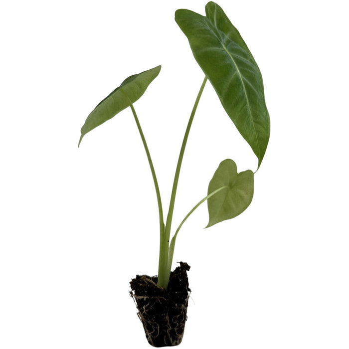 Alocasia Frydek Micholiziana- Starter Plant/4" Grower Pot