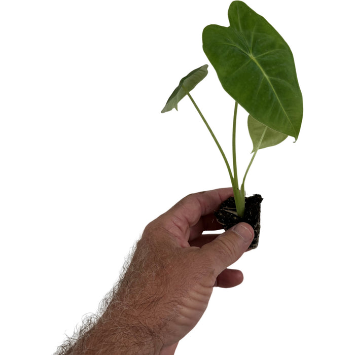 Alocasia Frydek Micholiziana- Starter Plant/4" Grower Pot