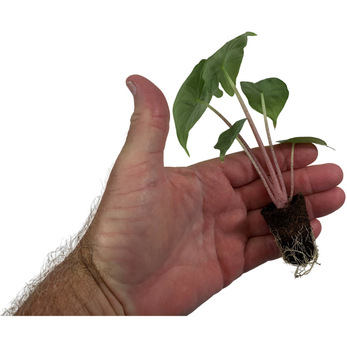 Alocasia Ivory Coast-Starter Plant/4" Grower Pot