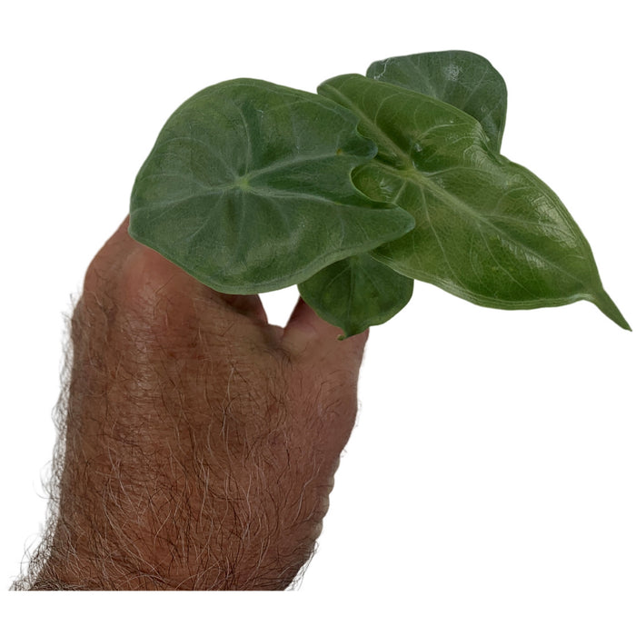 Alocasia Ivory Coast-Starter Plant/4" Grower Pot