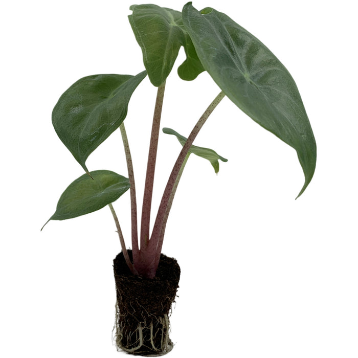 Alocasia Ivory Coast-Starter Plant/4" Grower Pot