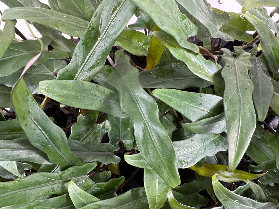 Alocasia Lauterbaachinana - Starter Plant or 4" Grower Pot
