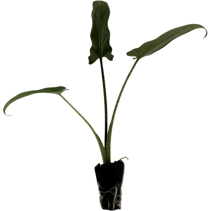Alocasia Lauterbaachinana - Starter Plant or 4" Grower Pot