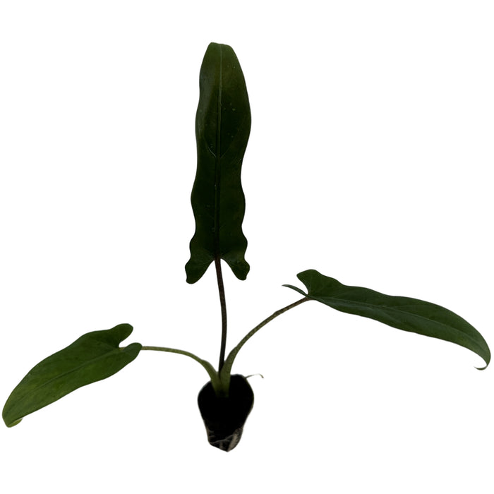 Alocasia Lauterbaachinana - Starter Plant or 4" Grower Pot