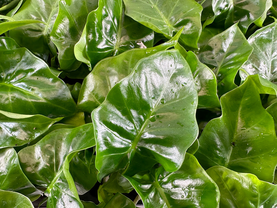 Alocasia Low Rider-Starter Plant or 4" Grower Pot