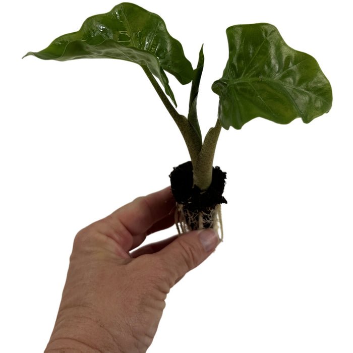 Alocasia Low Rider-Starter Plant or 4" Grower Pot