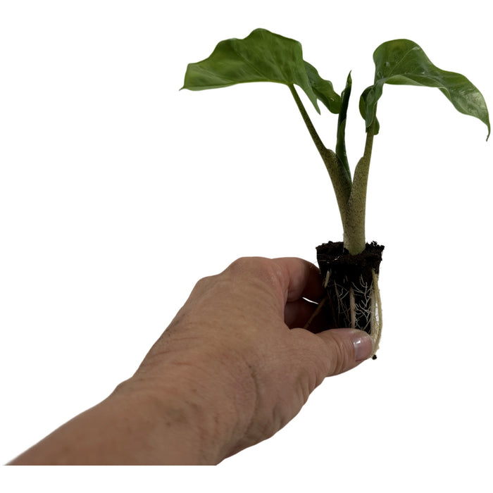 Alocasia Low Rider-Starter Plant or 4" Grower Pot