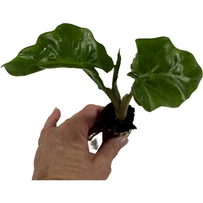 Alocasia Low Rider-Starter Plant or 4" Grower Pot