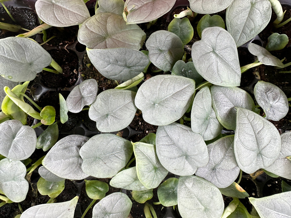 Alocasia Melo - Starter Plant or 4" Grower Pot