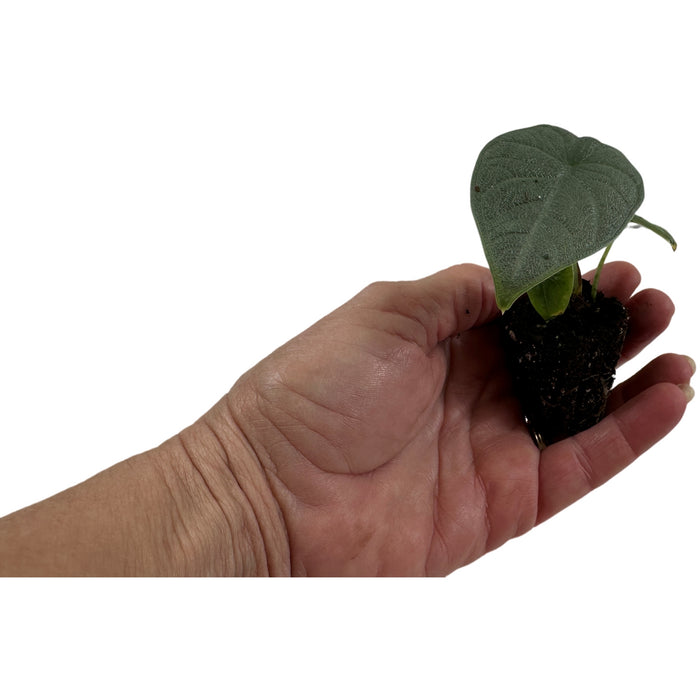 Alocasia Melo - Starter Plant or 4" Grower Pot