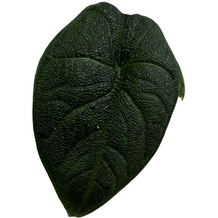 Alocasia Melo - Starter Plant or 4" Grower Pot
