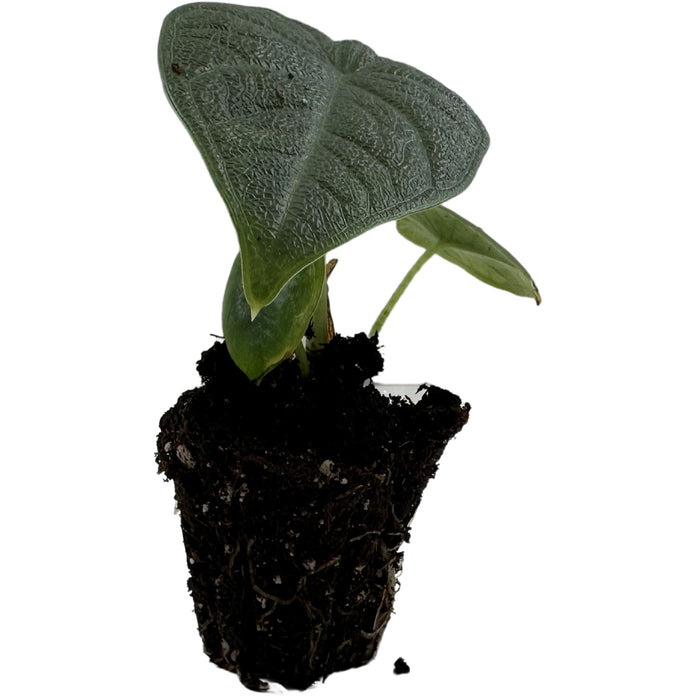 Alocasia Melo - Starter Plant or 4" Grower Pot