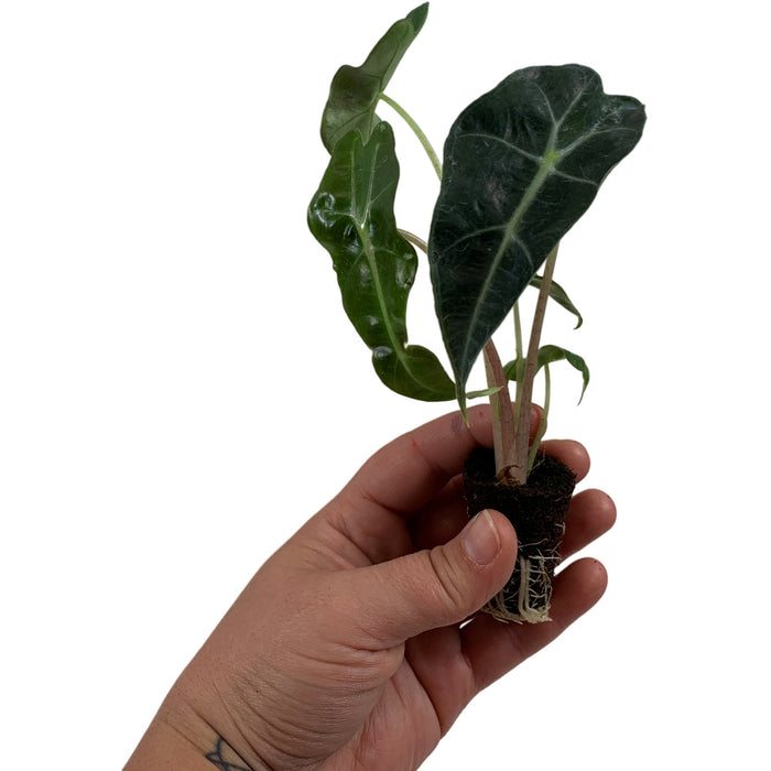 Alocasia Polly Starter Plant or 4" Grower Pot