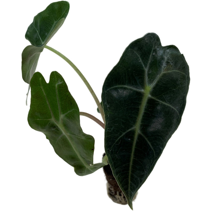 Alocasia Polly Starter Plant or 4" Grower Pot