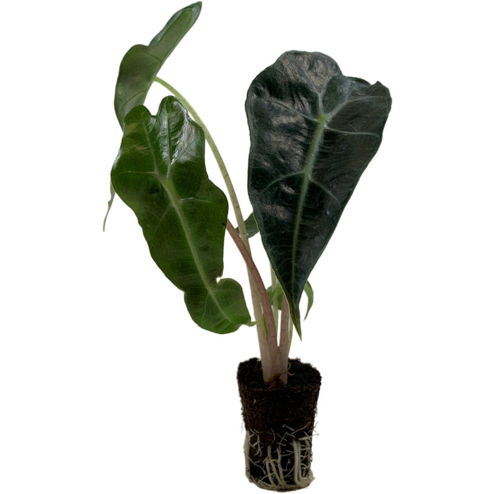 Alocasia Polly Starter Plant or 4" Grower Pot
