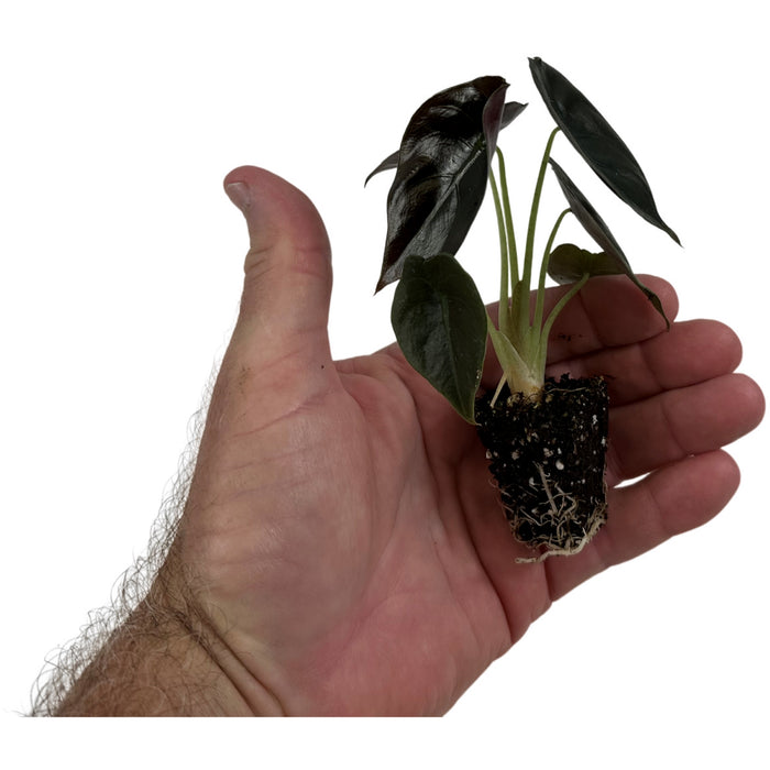Alocasia Cuprea Red Secret- Starter Plant/4" Grower Pot