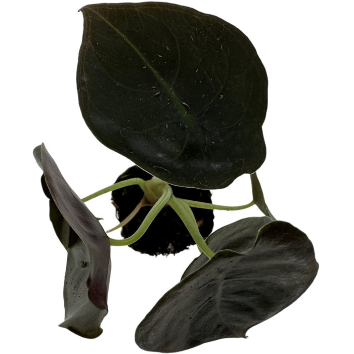 Alocasia Cuprea Red Secret- Starter Plant/4" Grower Pot