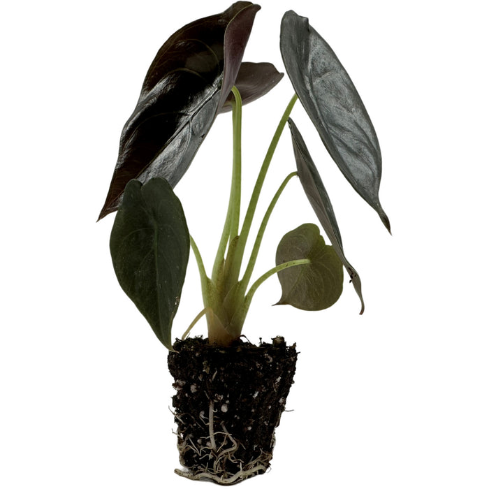 Alocasia Cuprea Red Secret- Starter Plant/4" Grower Pot