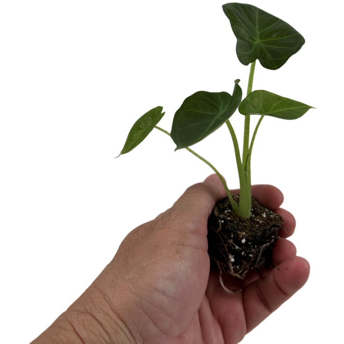 Alocasia Regal Shields- Starter Plant/4" Grower Pot