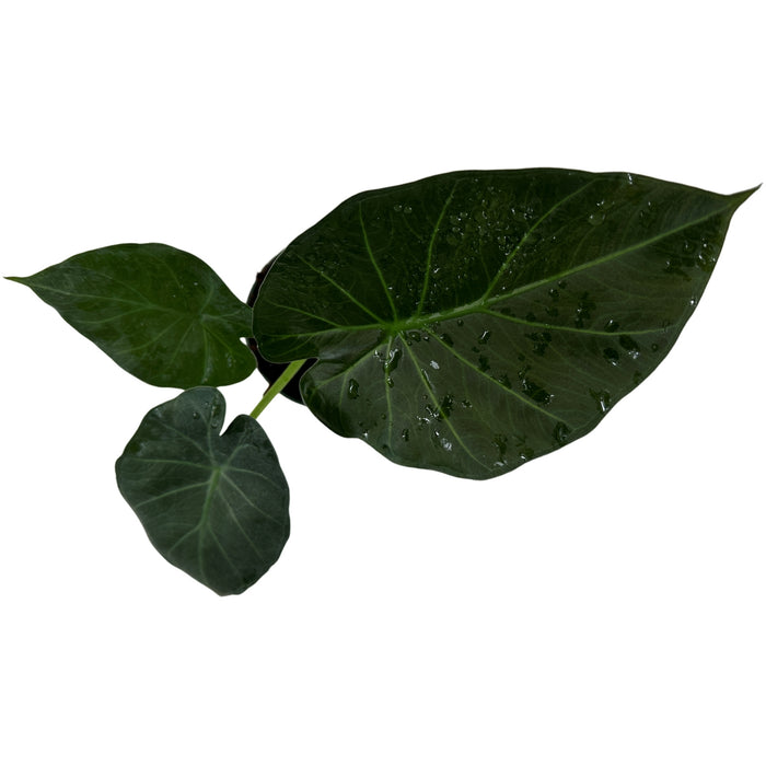 Alocasia Regal Shields- Starter Plant/4" Grower Pot
